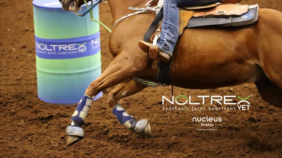 Journal of Equine Rehabilitation | ScienceDirect.com by Elsevier