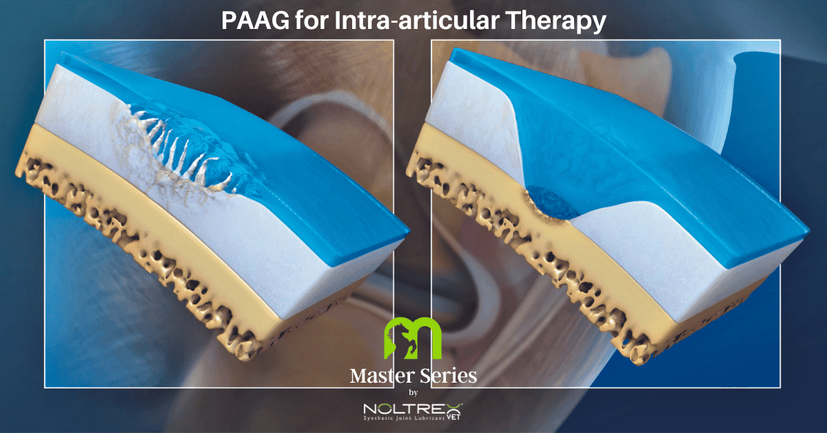 PAAG for Intraarticular Therapy NOLTREX Vet